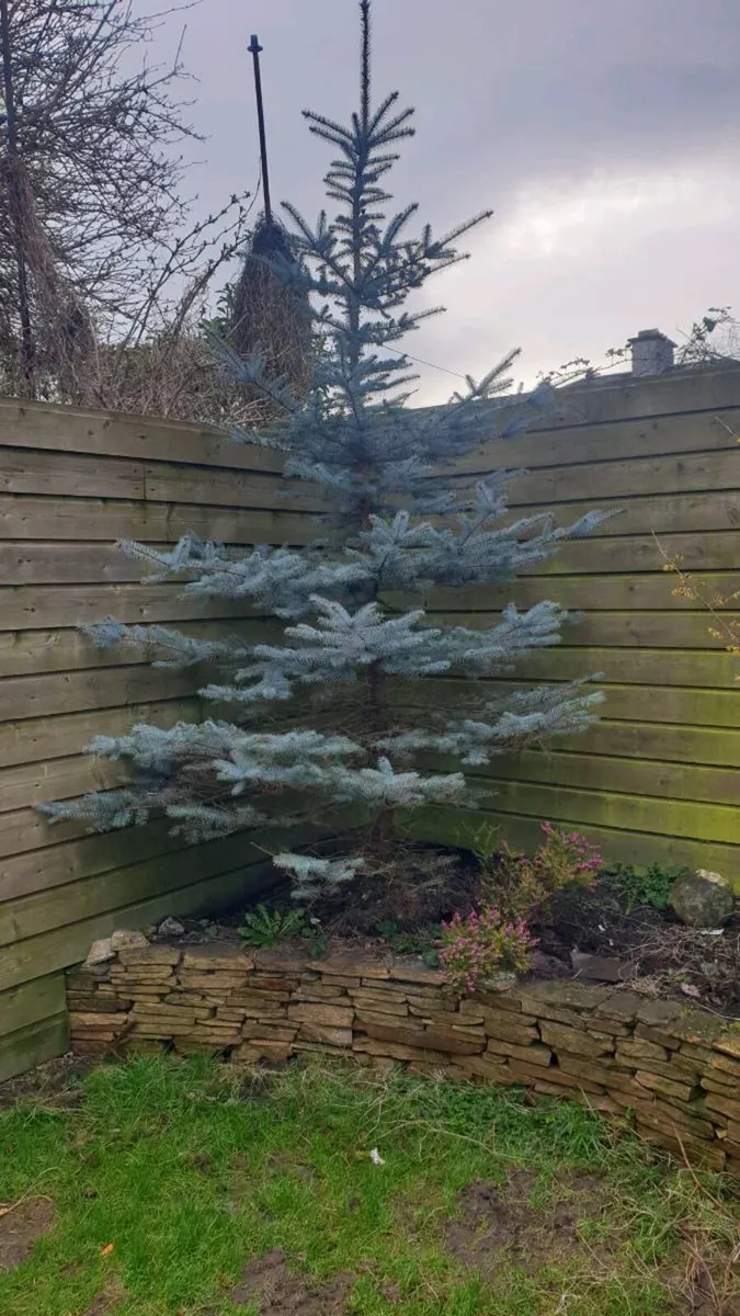 3m Blue Spruce  Picae Pungens Hoopsii - Image 3