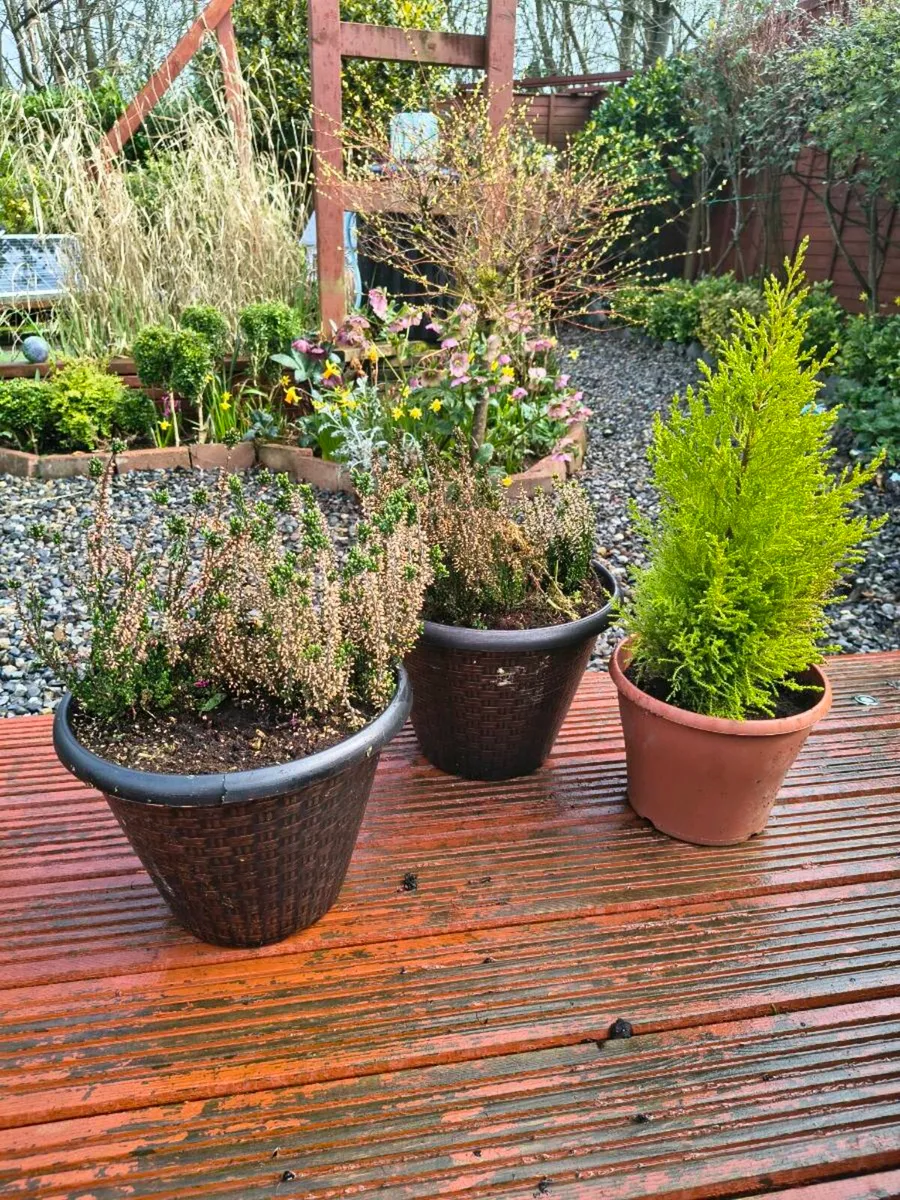 Two Heathers/One evergreen shrub - Image 1