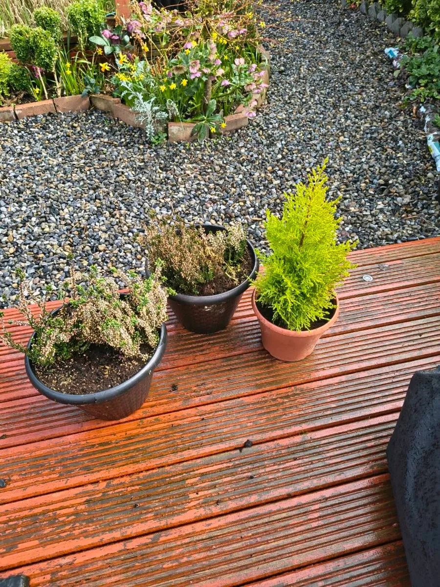 Two Heathers/One evergreen shrub - Image 2