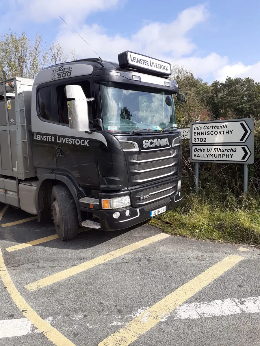WEXFORD TODAY • Smashing Heifers • - Image 1