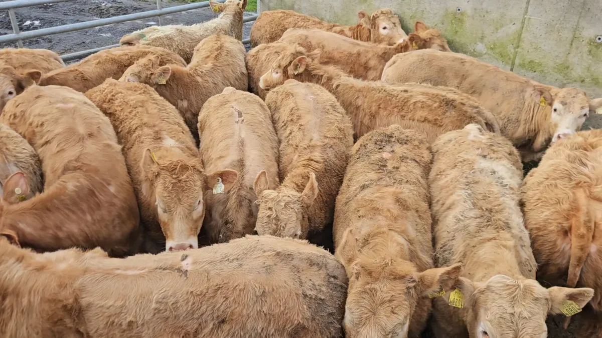 22 Super U+ Grade CHX Heifers !! - Image 1