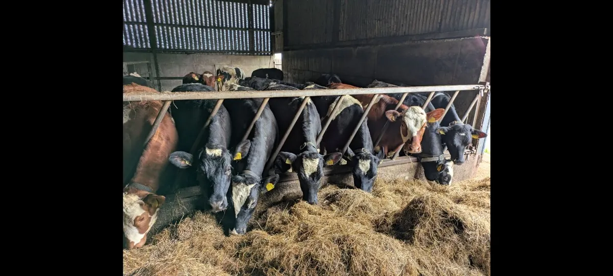 Yearling Heifers - Image 1