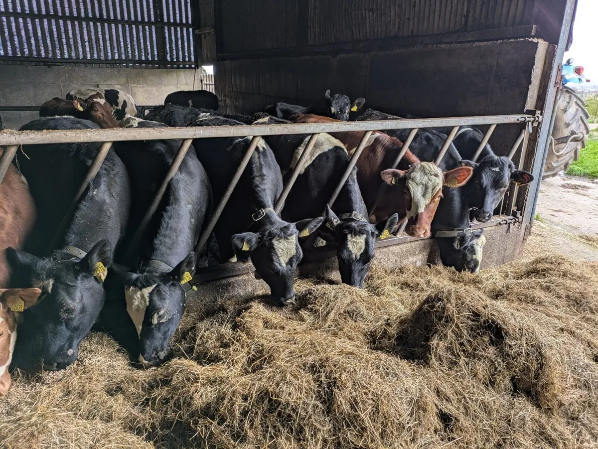 Yearling Heifers - Image 2