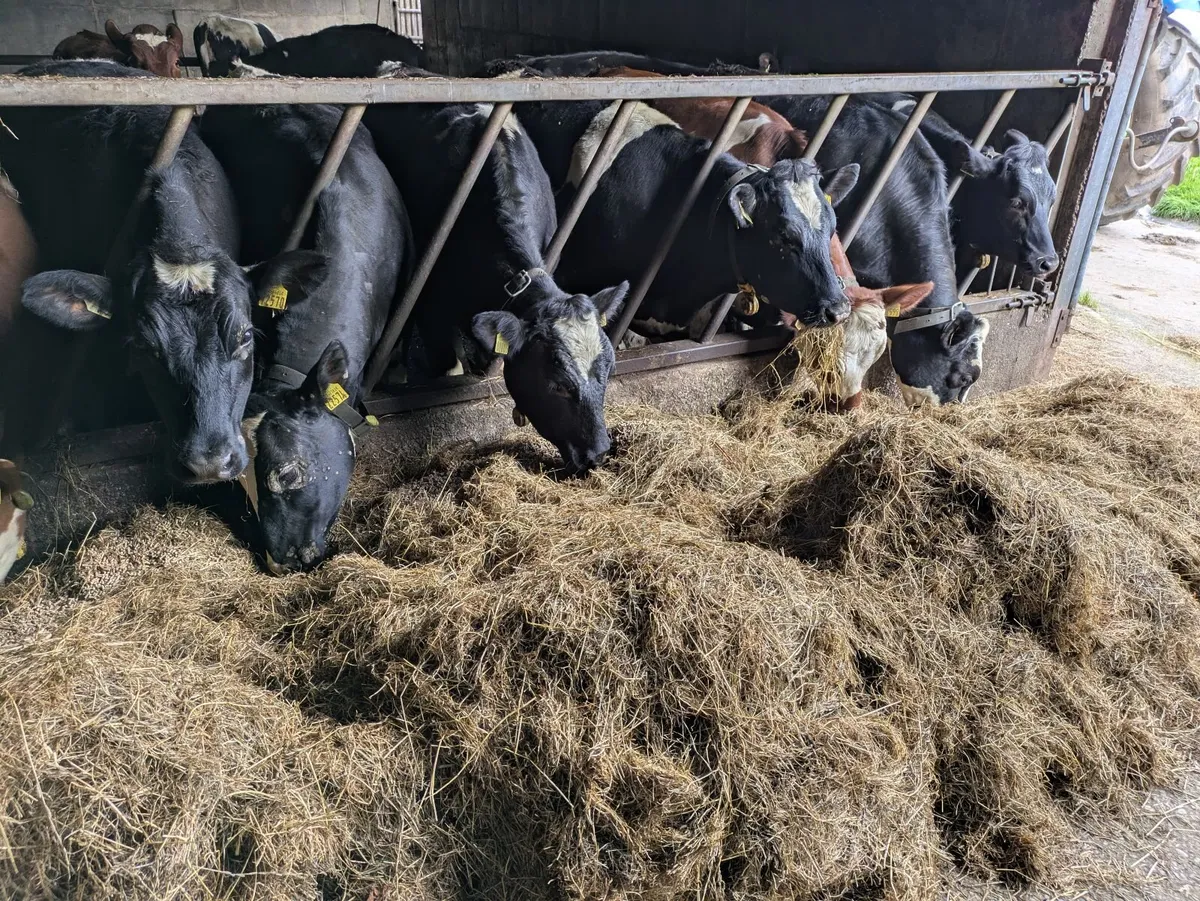 Yearling Heifers - Image 3