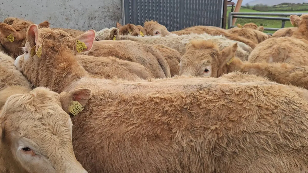 22 Super U+ Grade CHX Heifers !! - Image 3