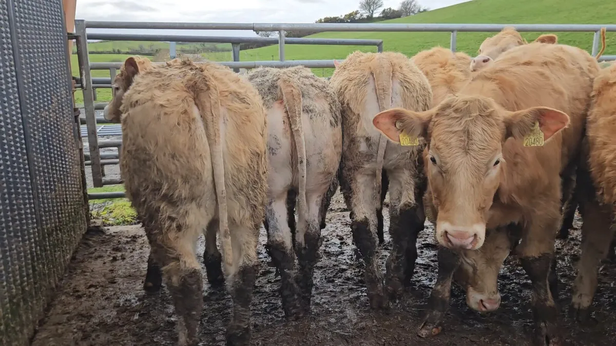 22 Super U+ Grade CHX Heifers !! - Image 2