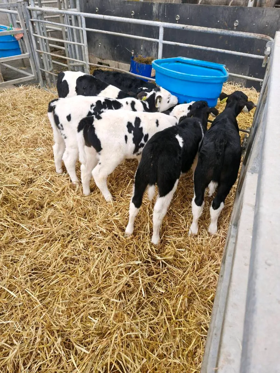 Fr bull calves - Image 1