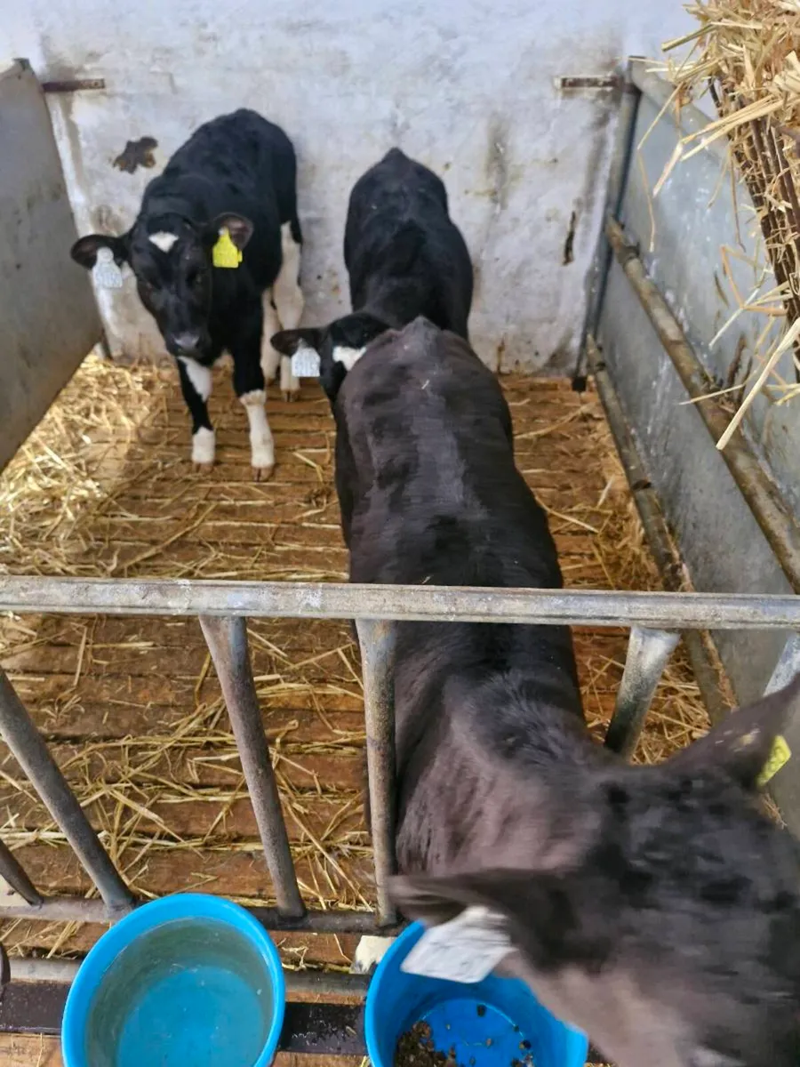 Fr bull calves - Image 2