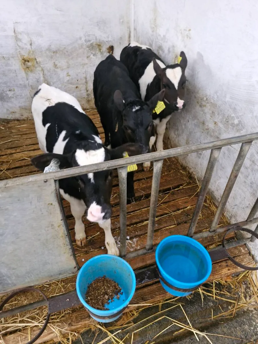 Fr bull calves - Image 3