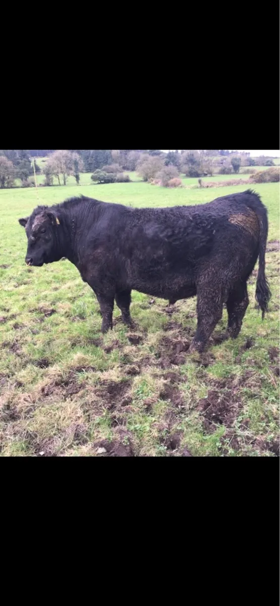 PBR Aberdeen Angus Bulls - Image 1