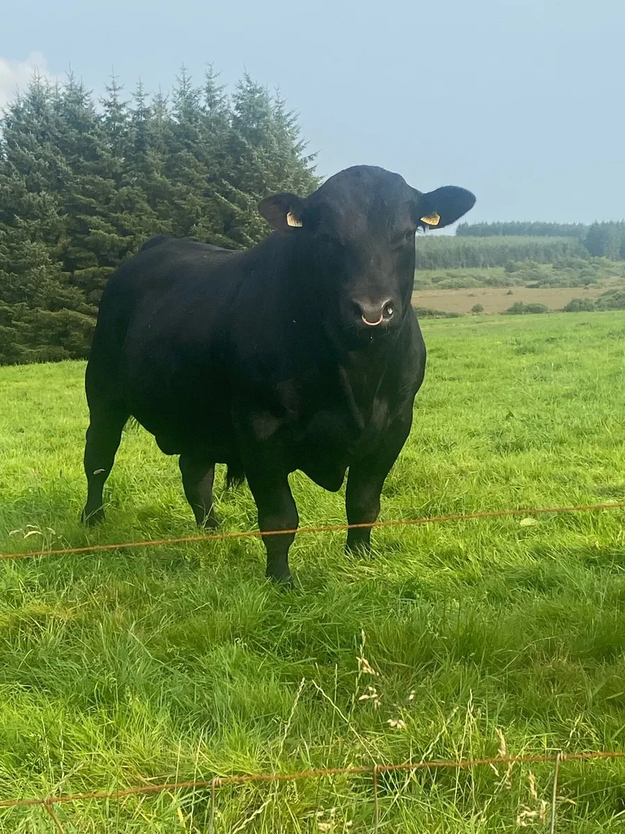 PBR Aberdeen Angus Bulls - Image 2