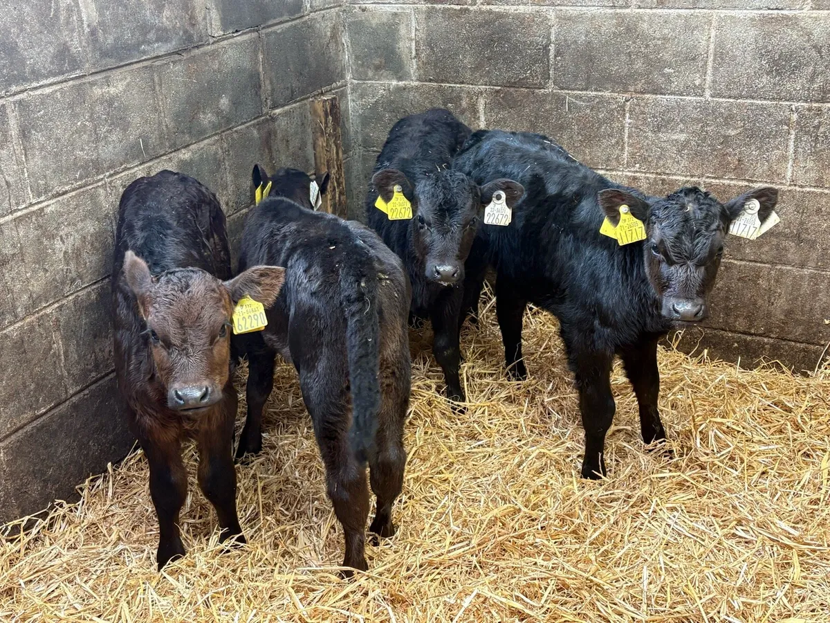 4 super heifer claves - Image 1
