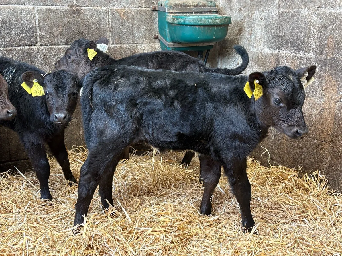 4 super heifer claves - Image 2