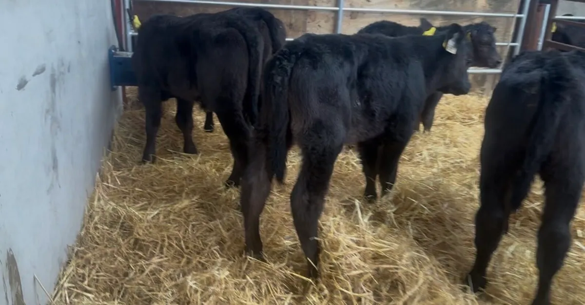 ❌AA BULLS ❌ - Image 4