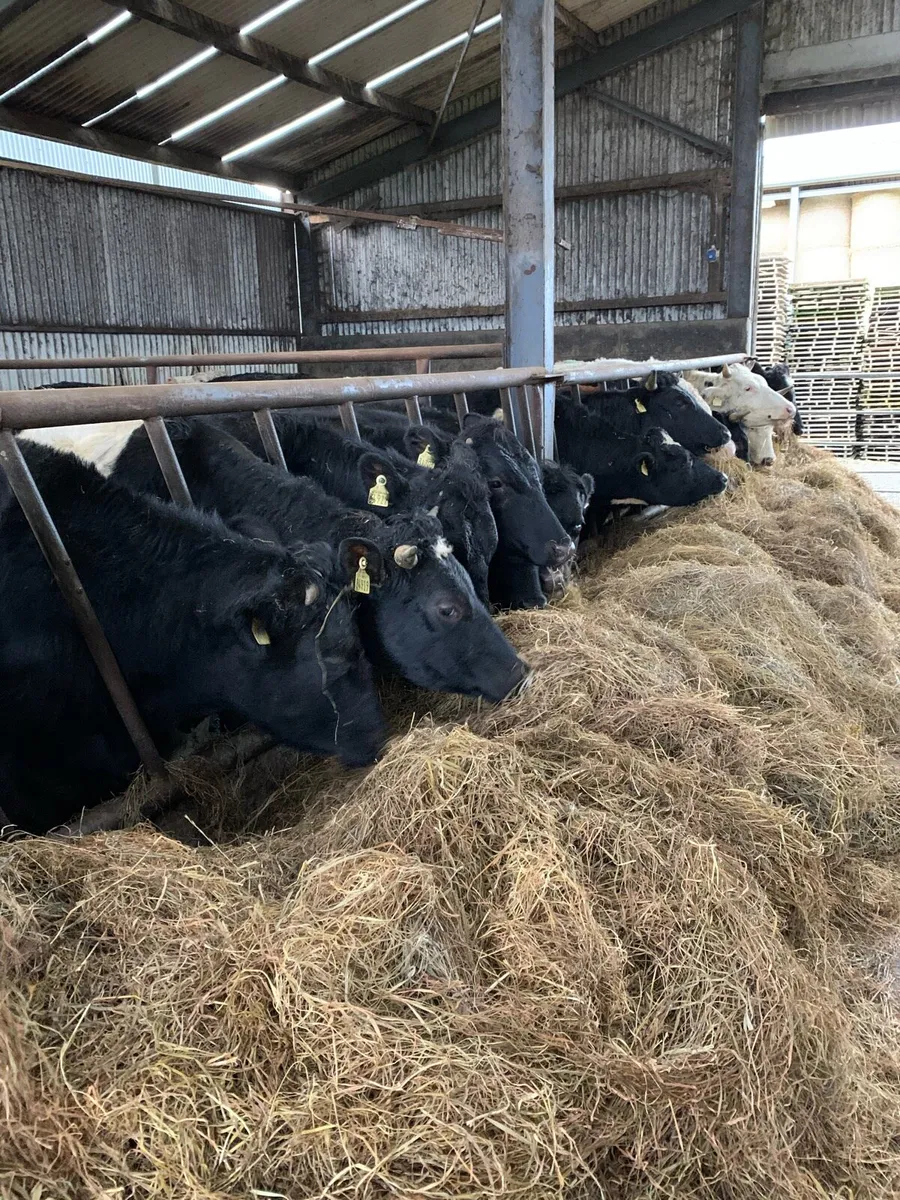 Slatted shed, straw bedded shed for rent - Image 2