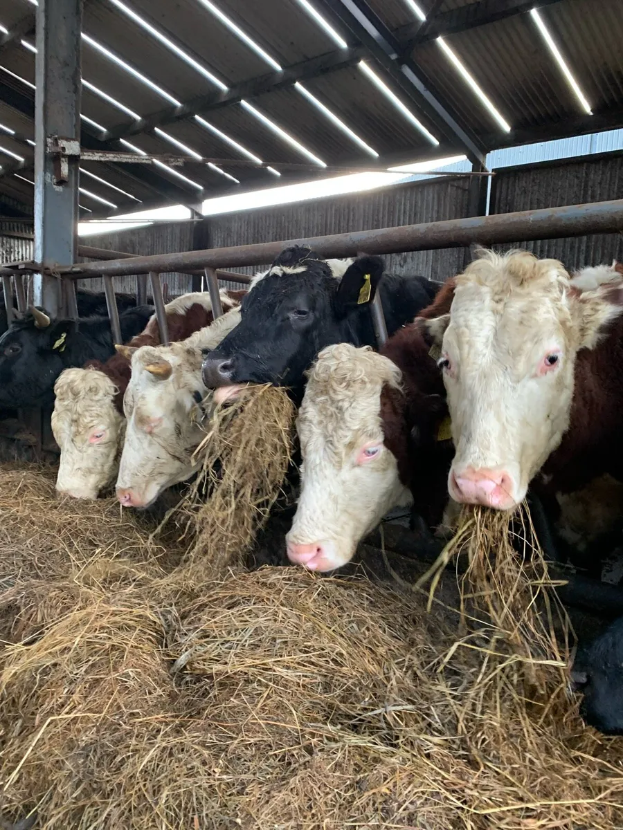 Slatted shed, straw bedded shed for rent - Image 3