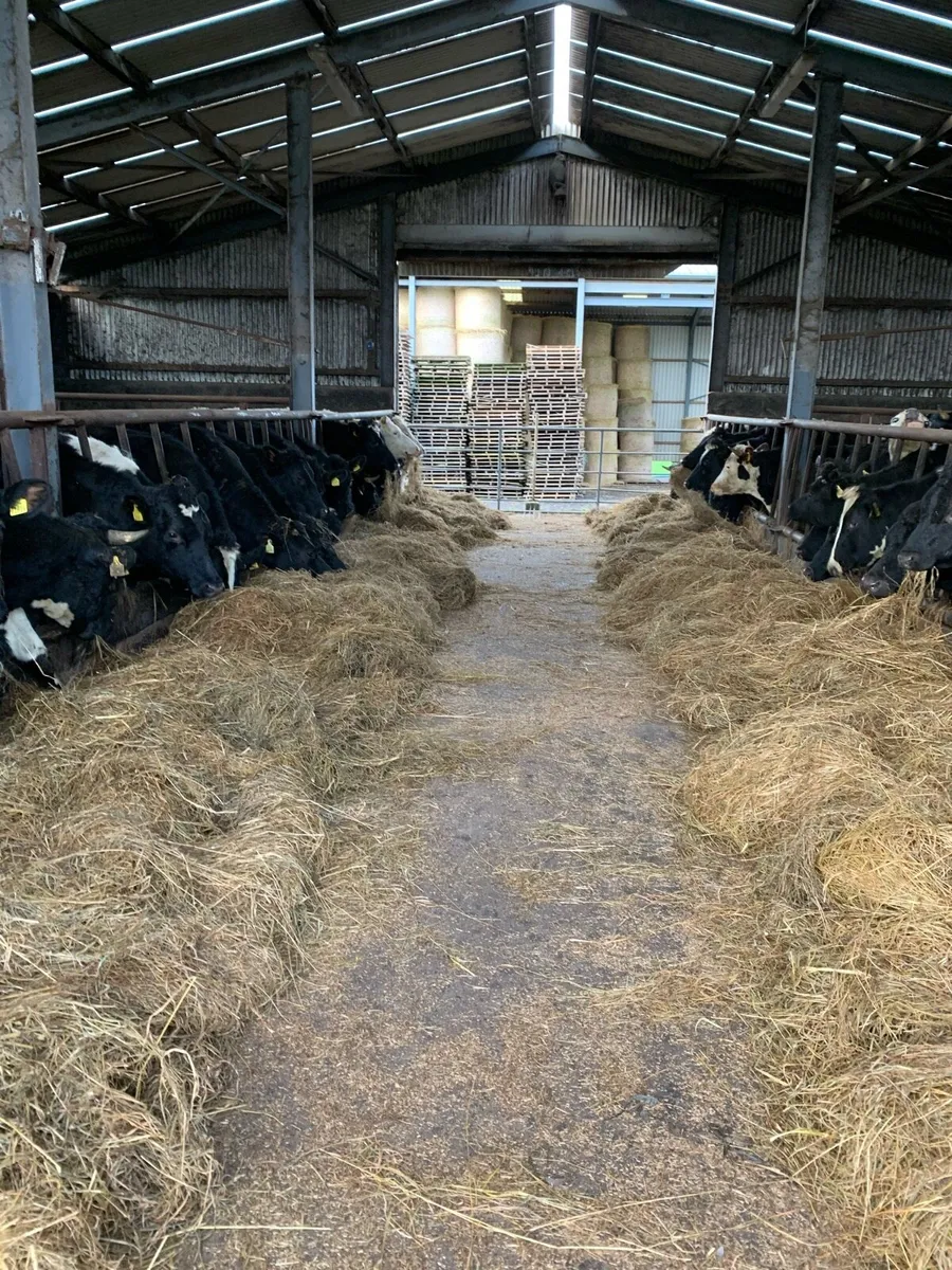 Slatted shed, straw bedded shed for rent - Image 1