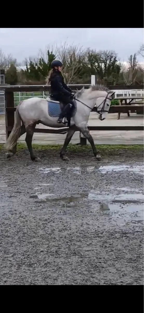 Genuine easy pony - Image 4