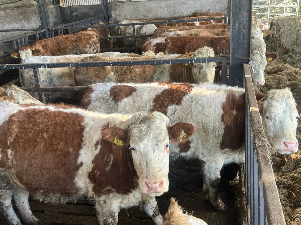Simmental heifers and cow and calf - Image 1