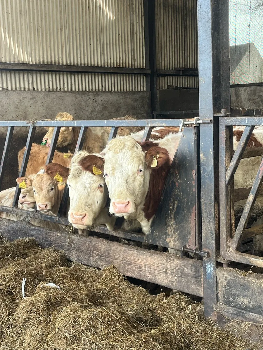 Simmental heifers and cow and calf - Image 2