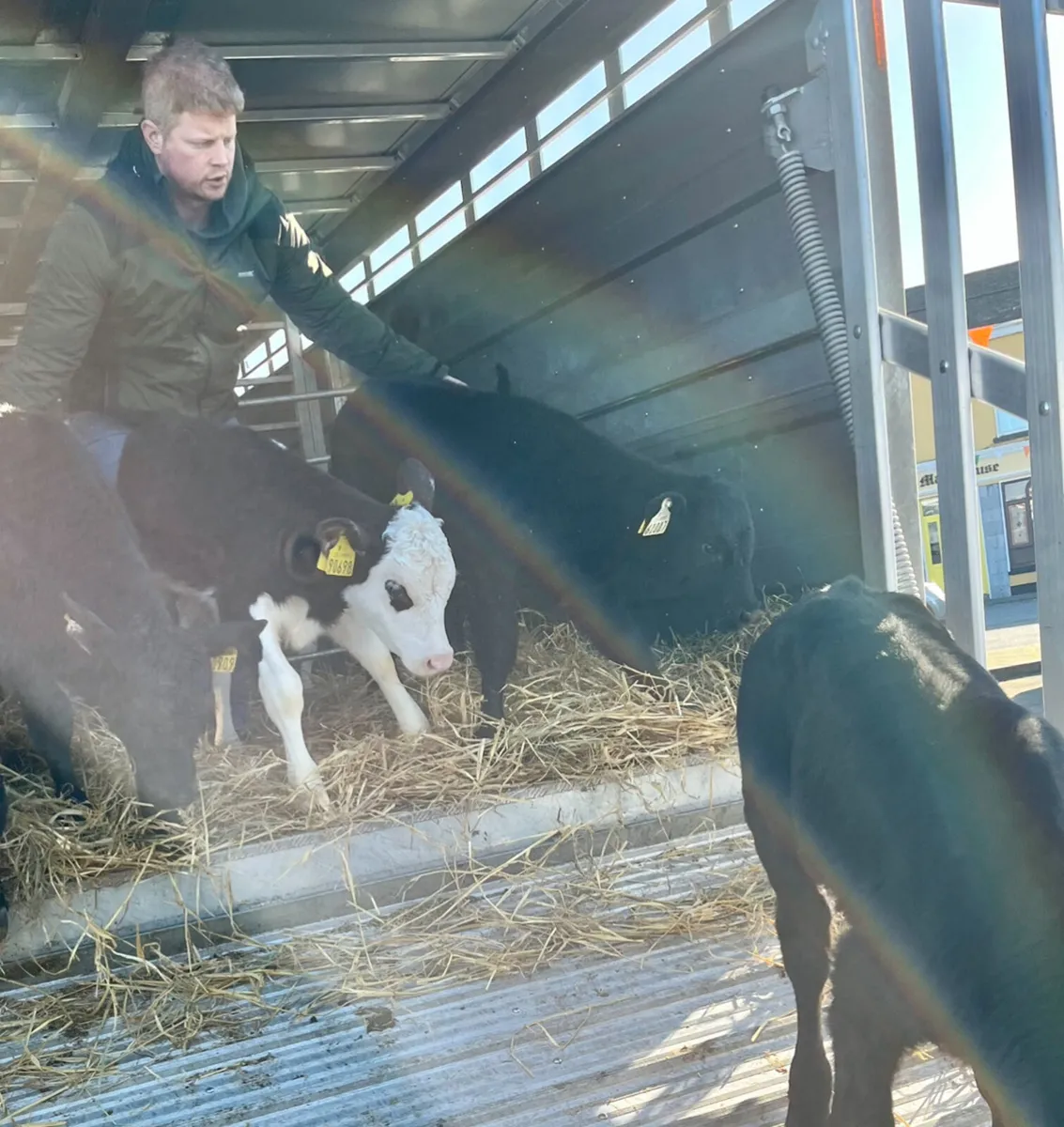 🚨 MOUNTBELLEW CALF BUYERS BE AWARE  🚨 - Image 1