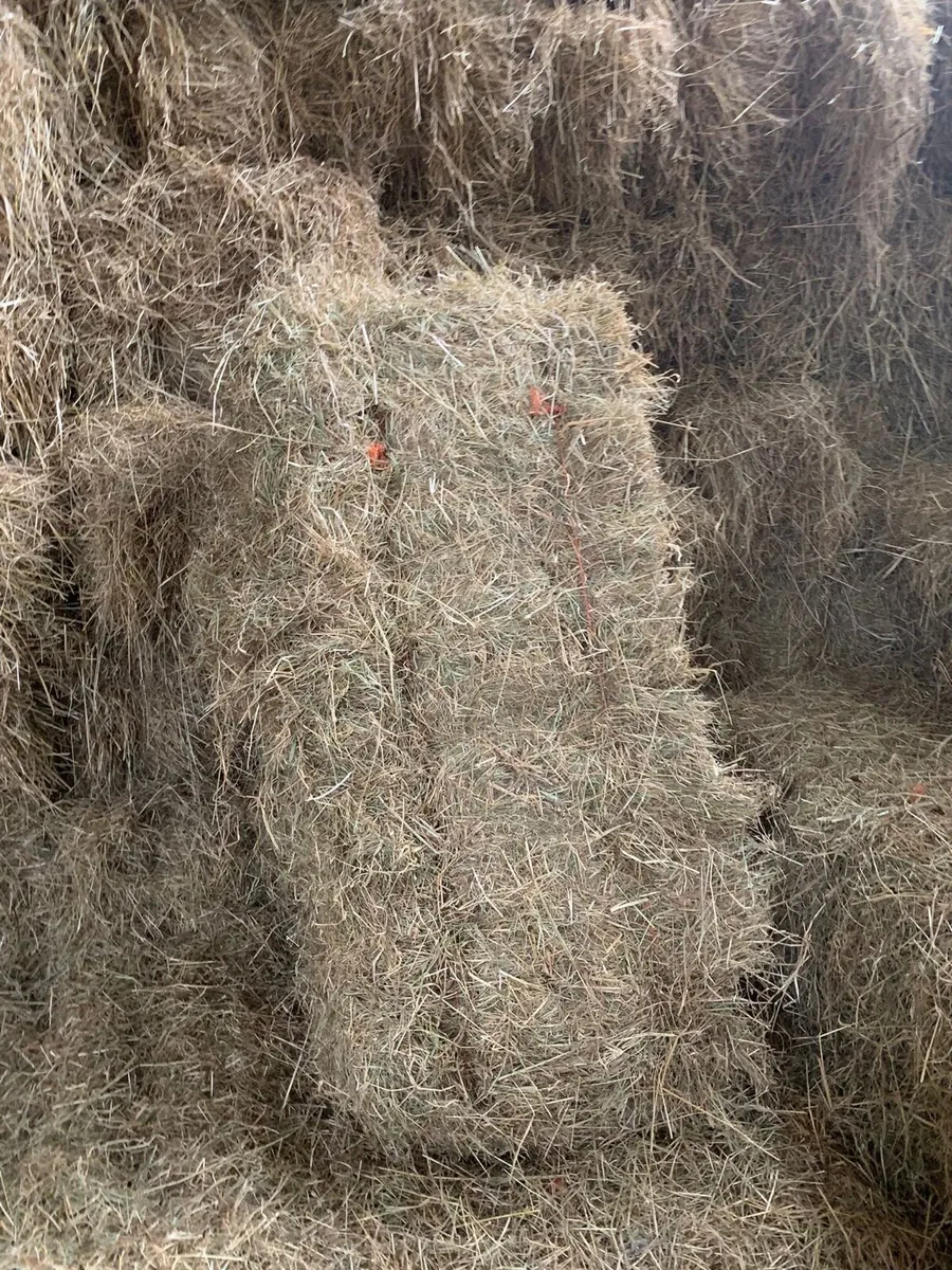 Hay - Image 1