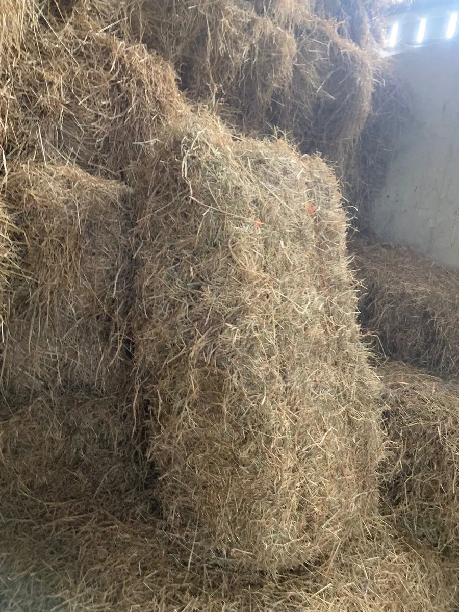 Hay - Image 2