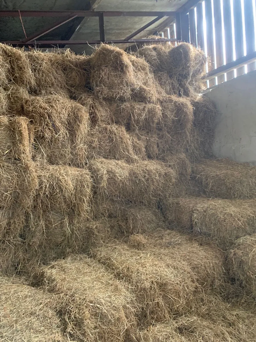 Hay - Image 3