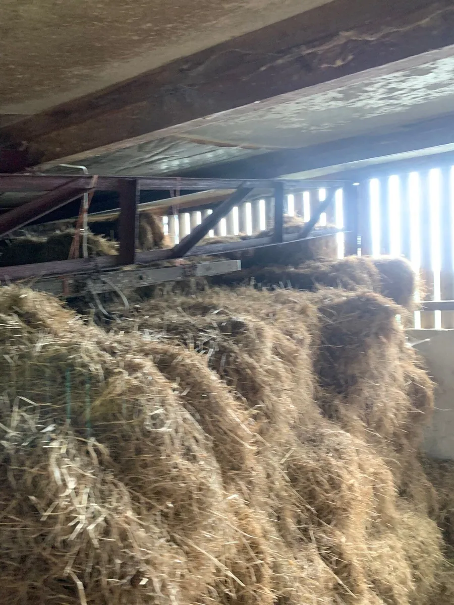 Hay - Image 4