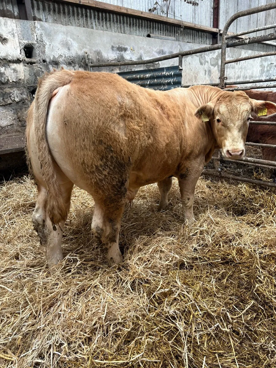 F1 Hybrid Bull - Image 1