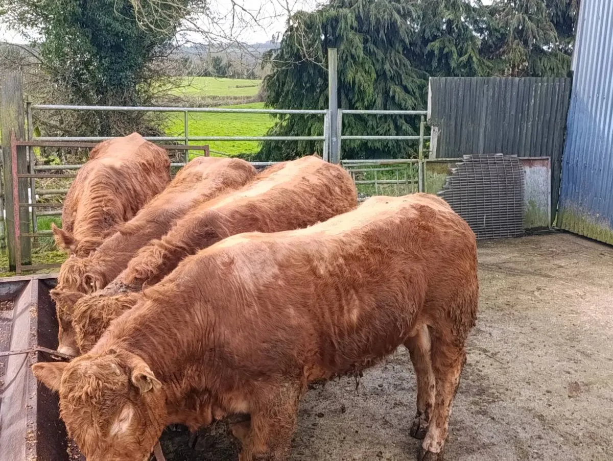 limousin bulls - Image 2