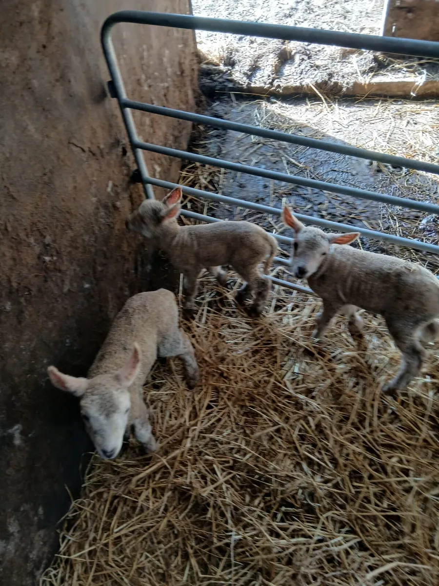 Pet lambs