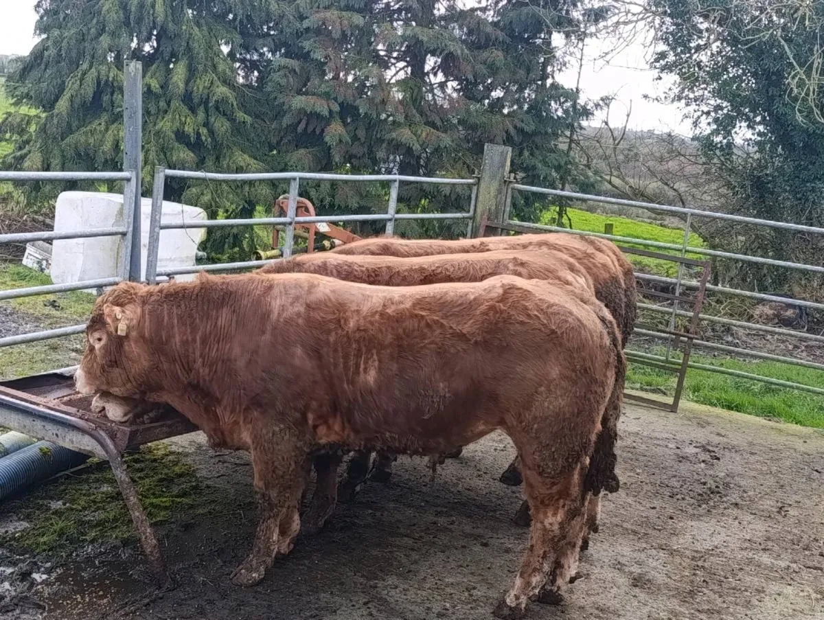 limousin bulls - Image 3