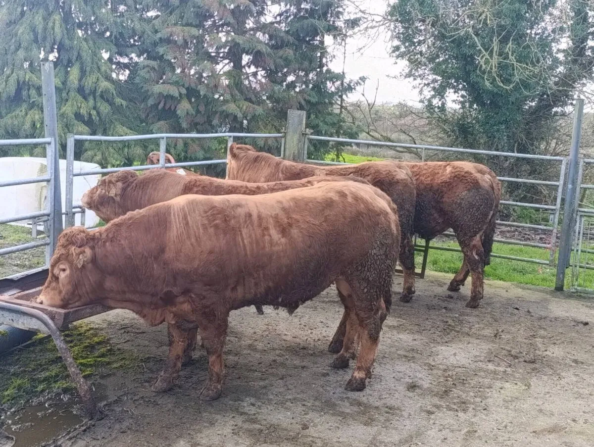 limousin bulls - Image 4