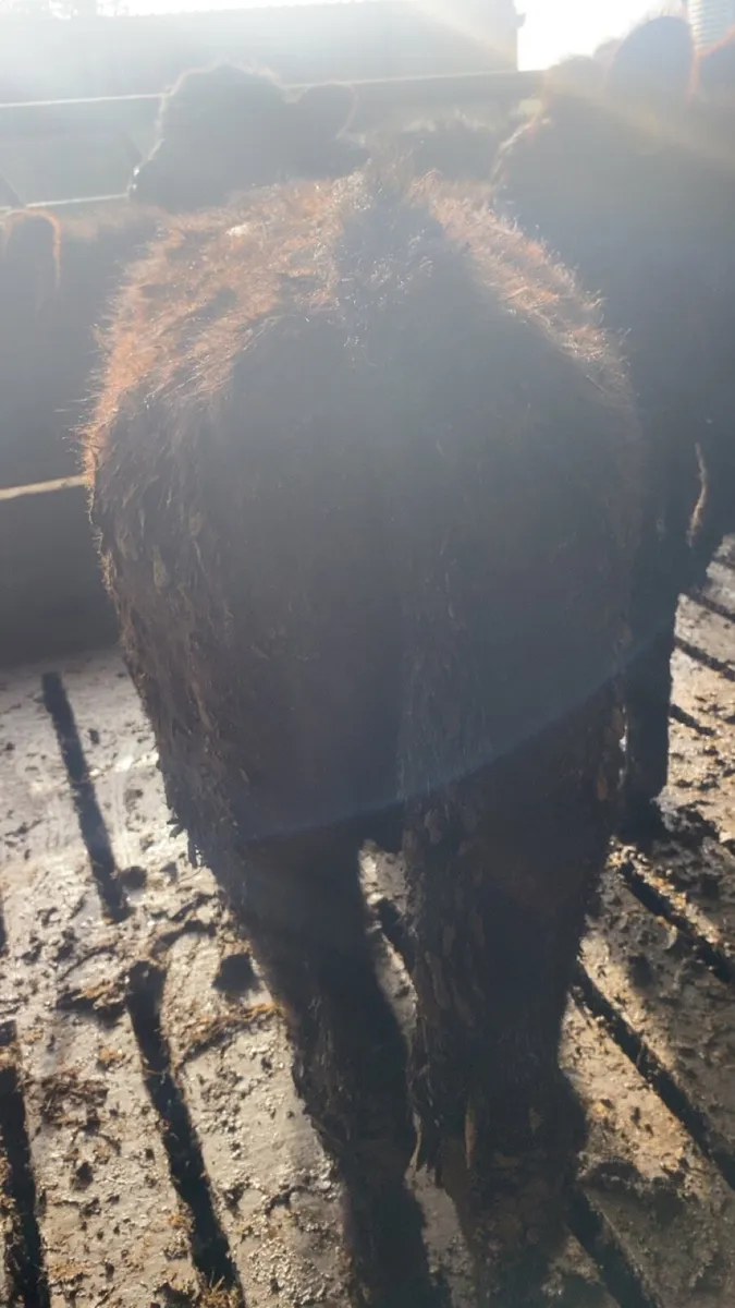 Angus Bullocks - Image 2