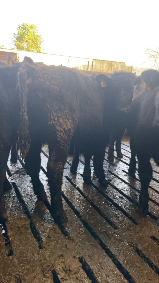 Angus Bullocks - Image 1