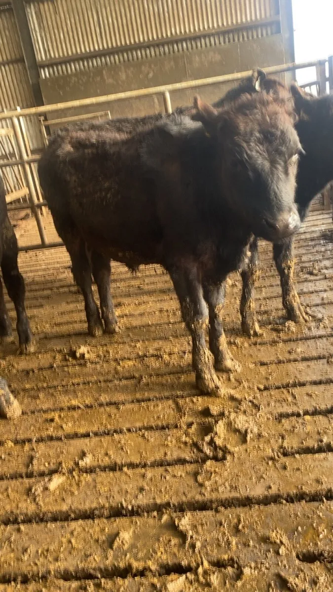 Angus Bullocks - Image 3