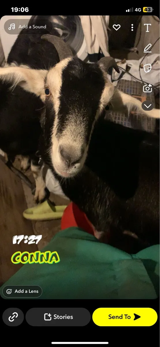 2 goats - Image 1