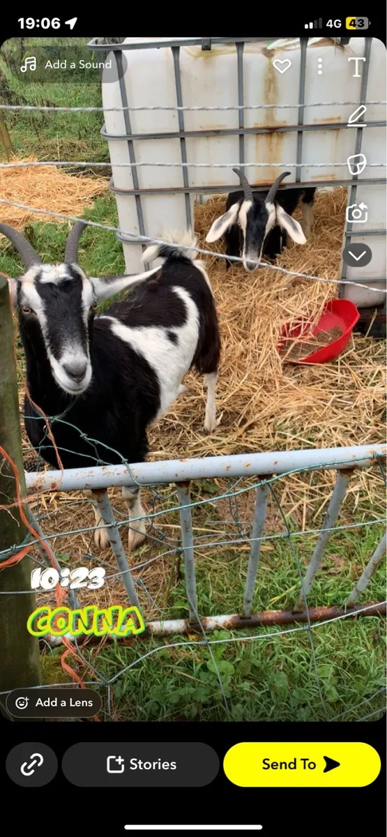 2 goats - Image 3