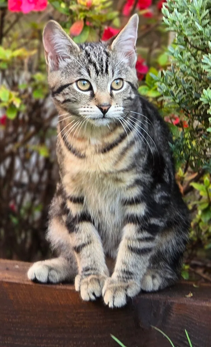 ​😺 Wanted: A Tall, Fluffy Gentleman! - Image 1