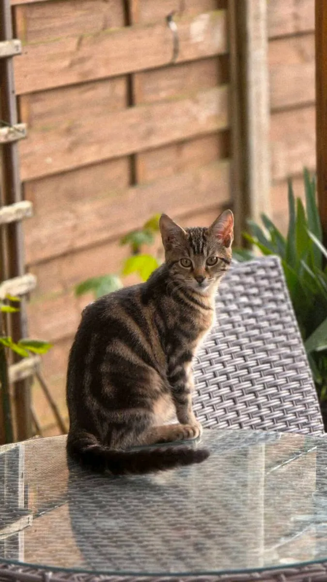 ​😺 Wanted: A Tall, Fluffy Gentleman! - Image 2