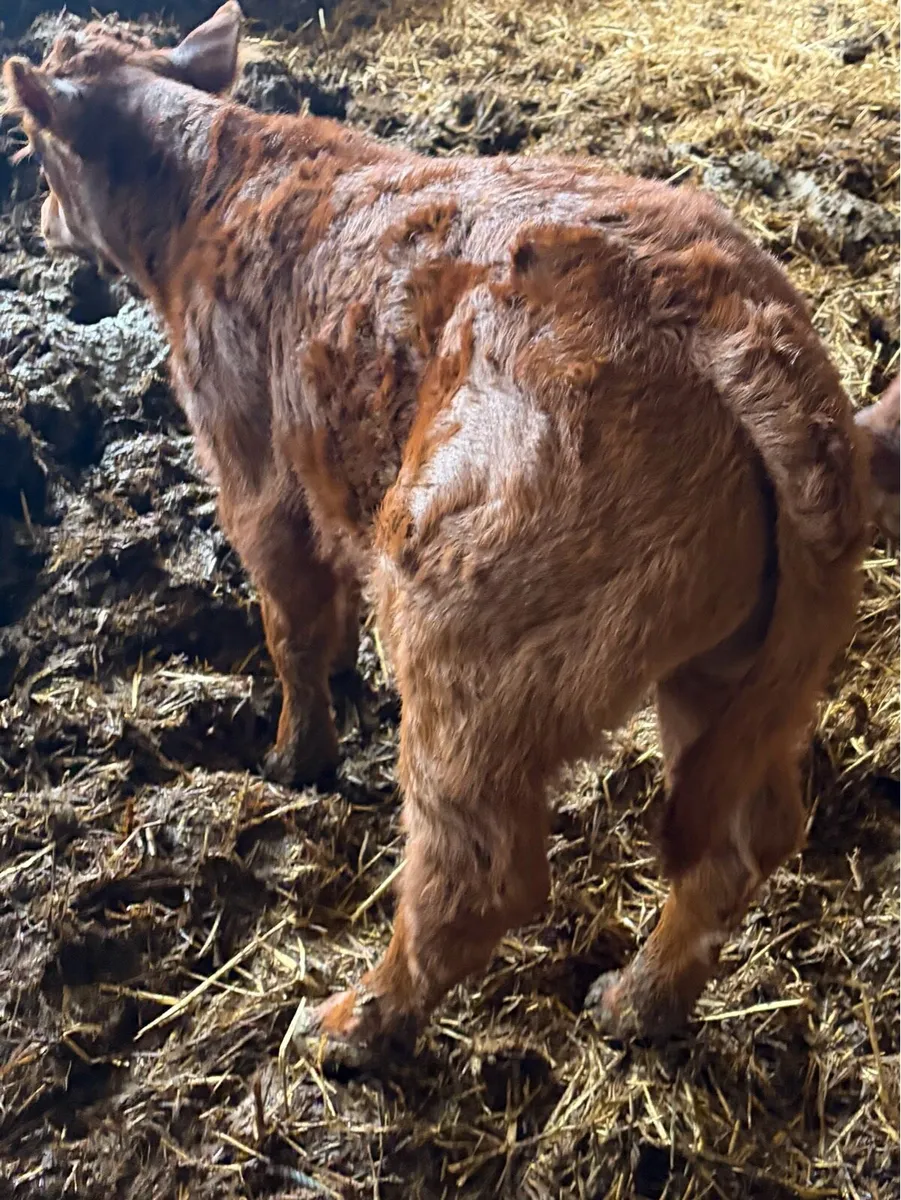 *** Super Bull Calve *** - Image 3