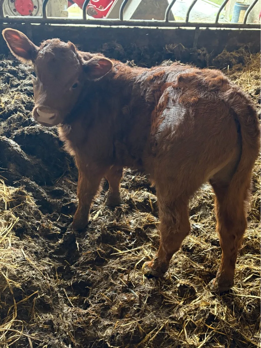 *** Super Bull Calve *** - Image 2