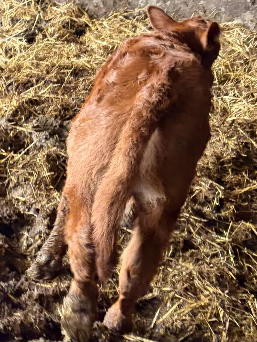 *** Super Bull Calve *** - Image 4