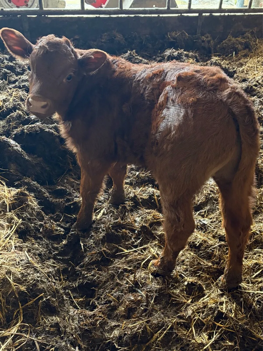 *** Super Bull Calve *** - Image 1