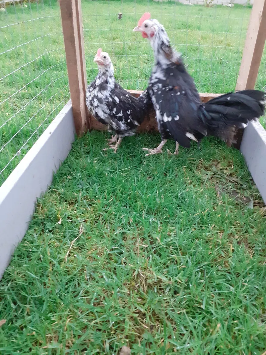 Bantam roosters, wyndotte and hens - Image 3