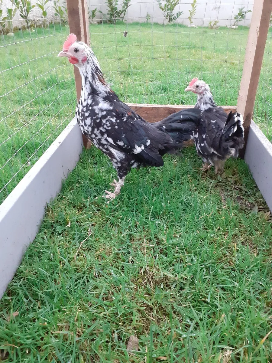 Bantam roosters, wyndotte and hens - Image 2