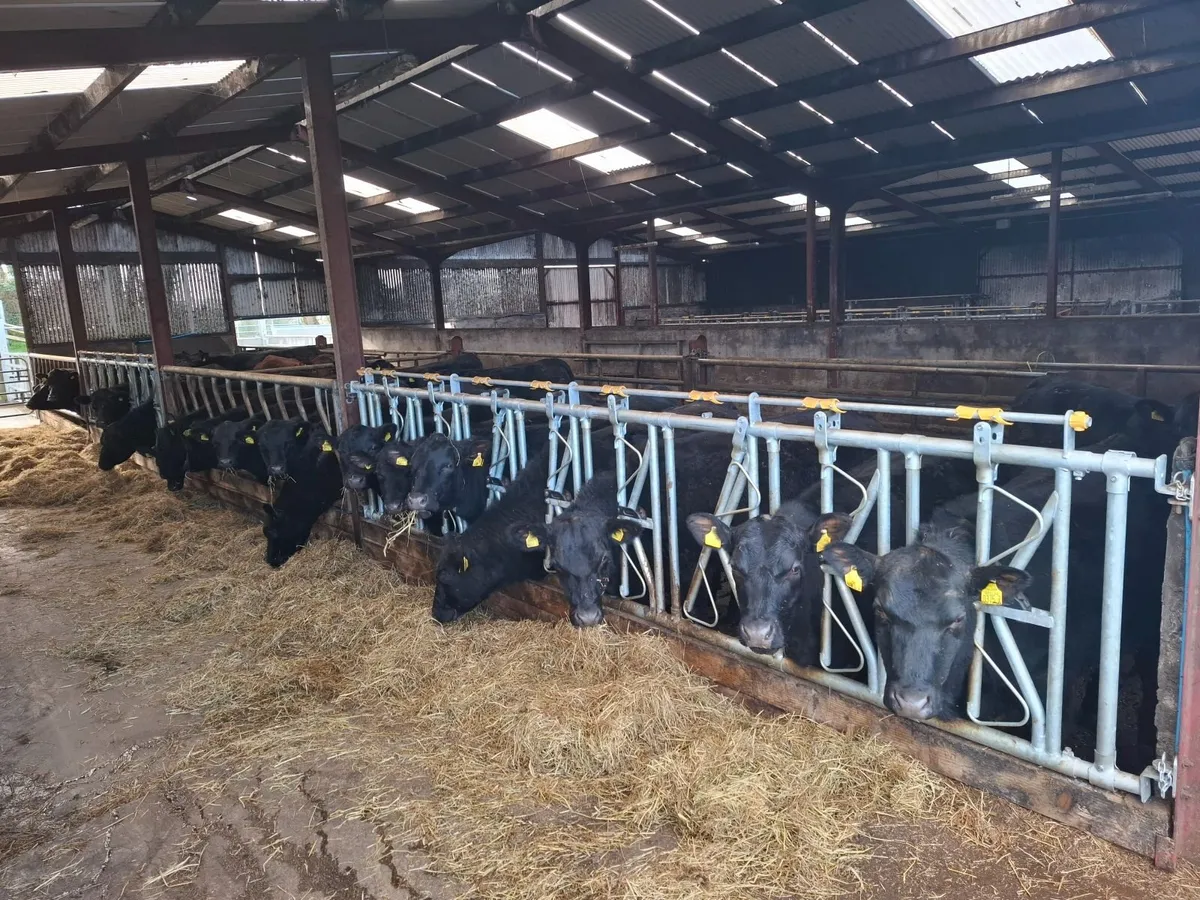 Pedigree incalf  Red and Black Angus heifers