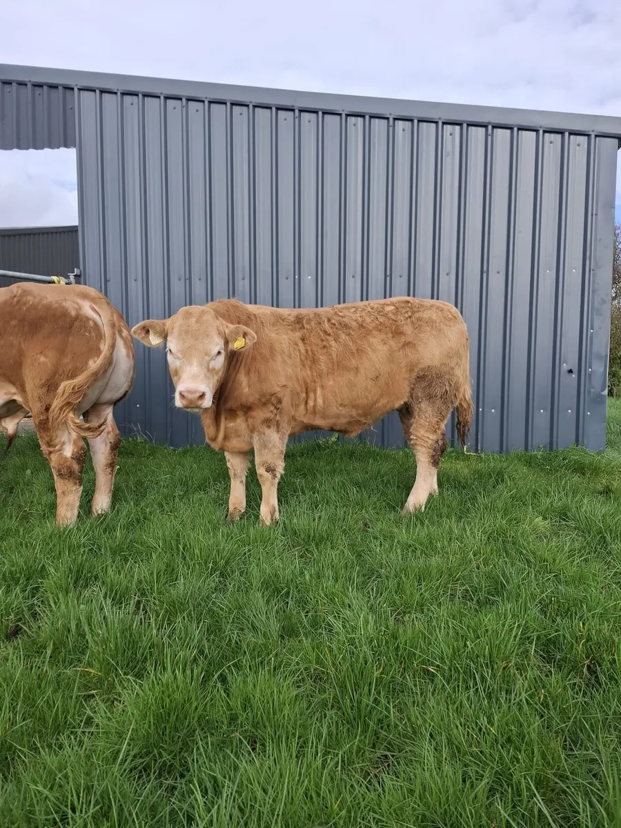 BREEDING Heifer Ennis mart- 16/03/2026 - Image 1
