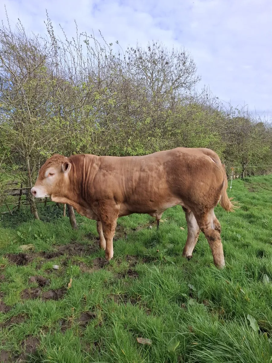 BREEDING Heifer Ennis mart- 16/03/2026 - Image 3